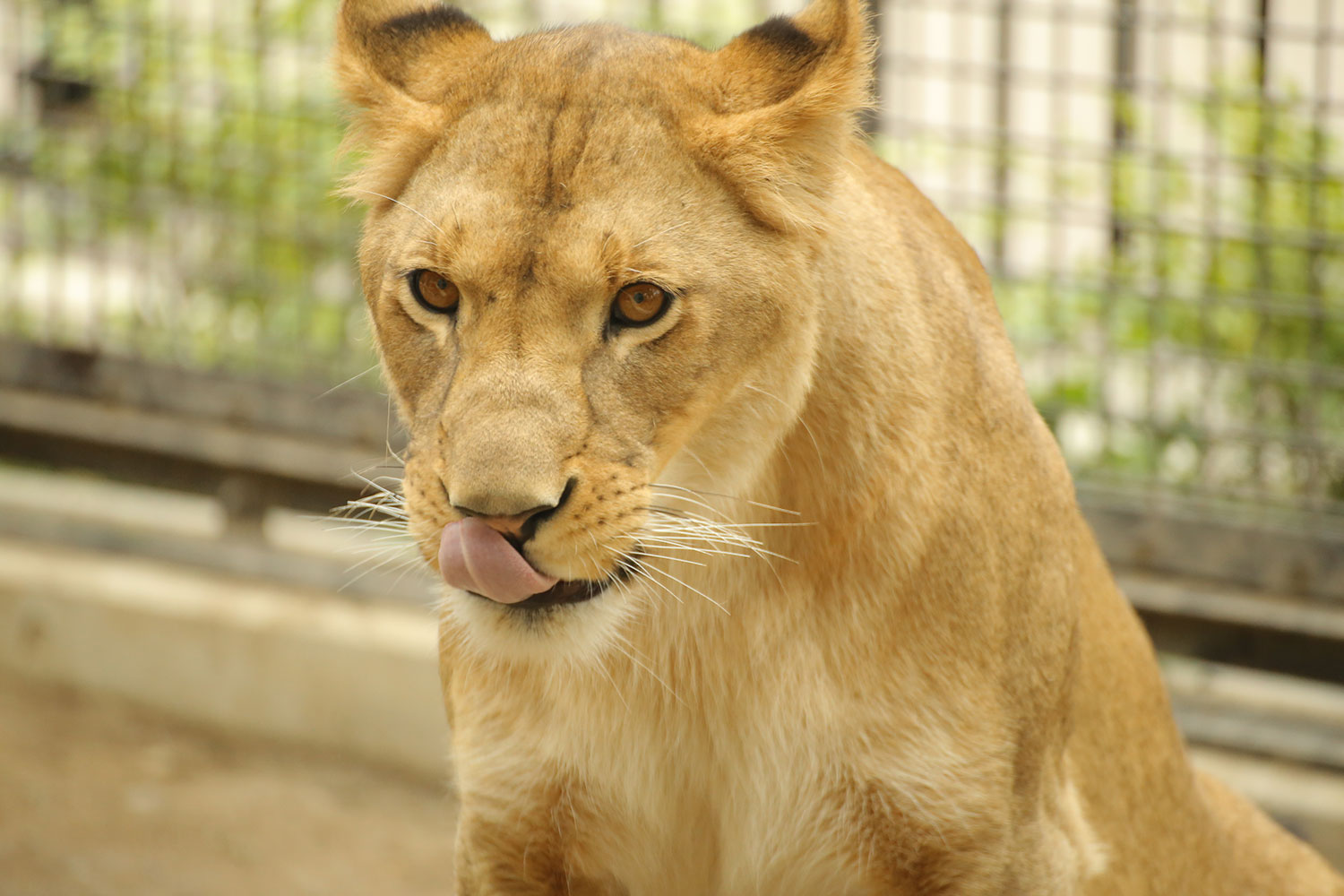 桐生が岡動物園